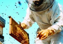 Possible bee imports set sector abuzz Possible bee imports set sector abuzz