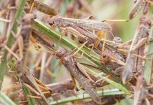 Zambezi Floods and Locust Outbreaks Fuel Hunger Zambezi Floods and Locust Outbreaks Fuel Hunger
