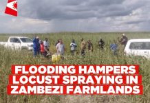 Locust Outbreak Disrupts Crops Amid Flooding Challenges Locust Outbreak Disrupts Crops Amid Flooding Challenges