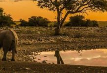 National Parks Generate N$183 Million in Fees National Parks Generate N$183 Million in Fees