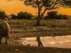 National Parks Generate N$183 Million in Fees National Parks Generate N$183 Million in Fees