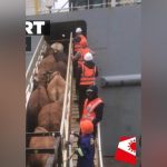 Namibia Clarifies Cattle Export to Mauritius Namibia Clarifies Cattle Export to Mauritius