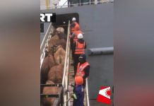 Namibia Clarifies Cattle Export to Mauritius Namibia Clarifies Cattle Export to Mauritius