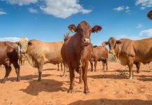 Livestock Sector Generates N$2.1 Billion In Foreign Exchange Livestock Sector Generates N$2.1 Billion In Foreign Exchange