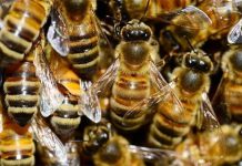 No Plan to Import Bees from South Africa Ministry No Plan to Import Bees from South Africa Ministry