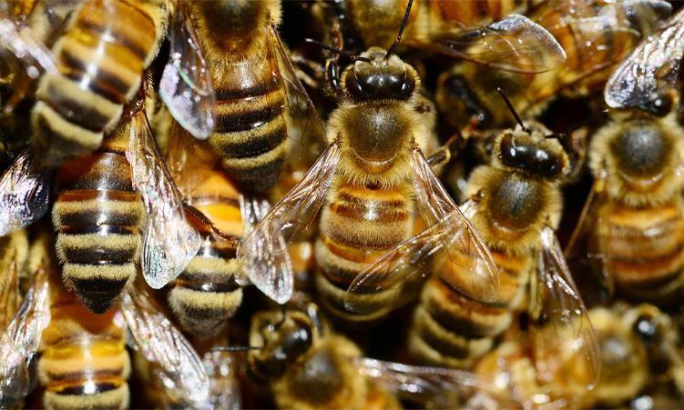 No Plan to Import Bees from South Africa Ministry No Plan to Import Bees from South Africa Ministry