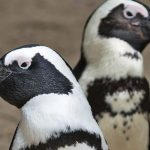 Namibia’s Green Energy Dream and Penguin Concerns Namibia's Green Energy Dream and Penguin Concerns