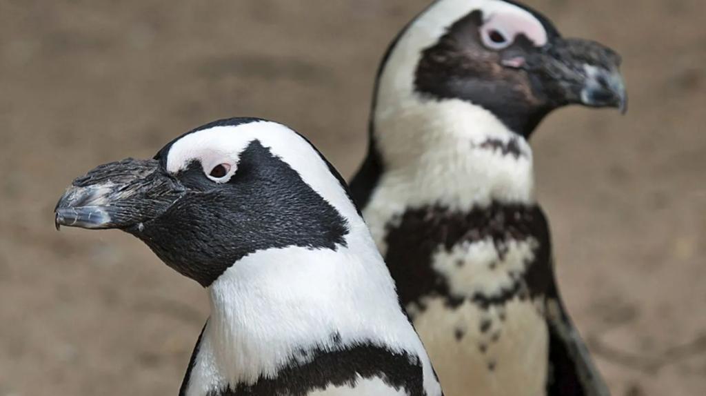 Namibia's Green Energy Dream and Penguin Concerns Namibia's Green Energy Dream and Penguin Concerns