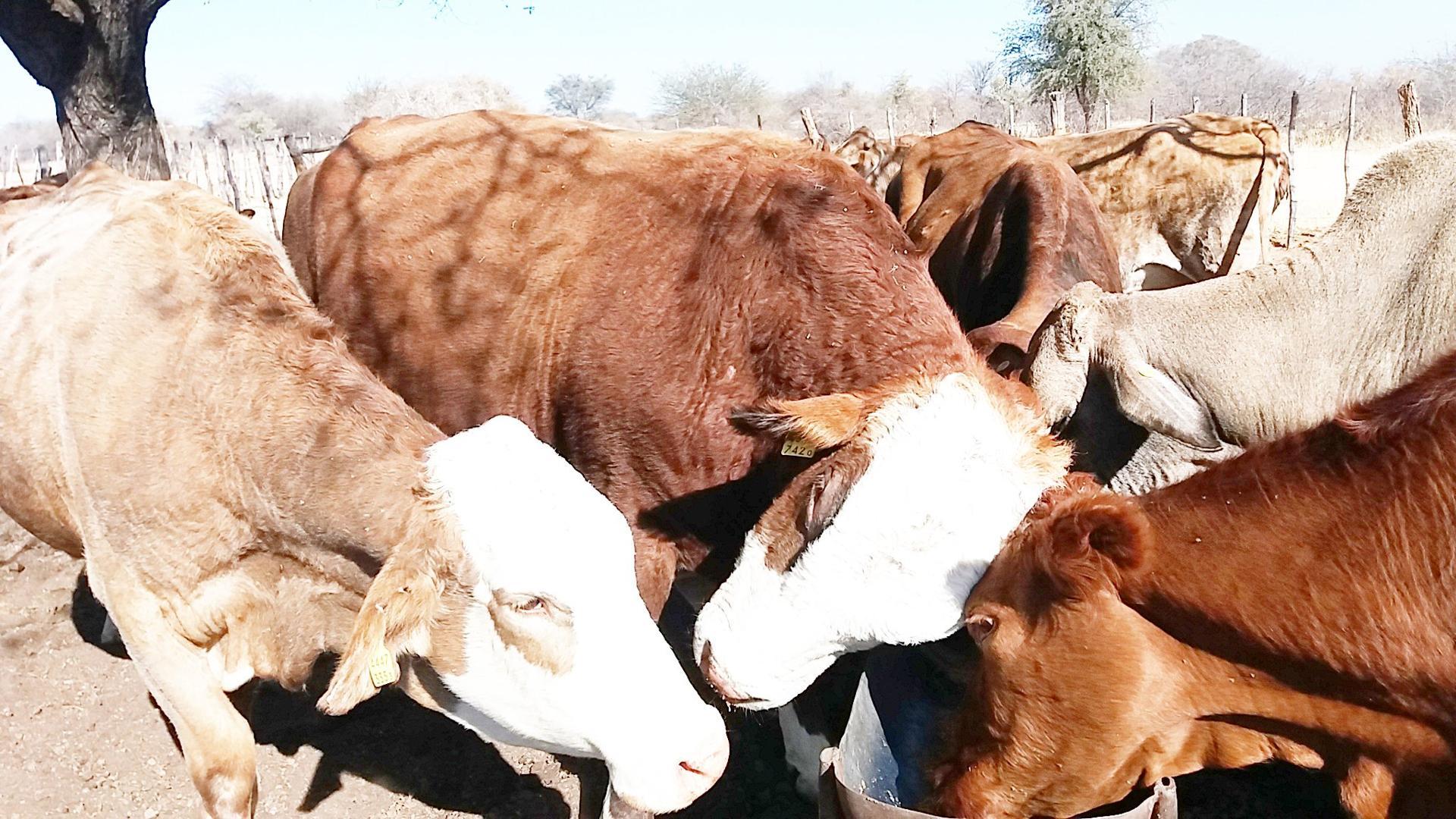 Livestock sector generates N$2.1b Livestock sector generates N$2.1b