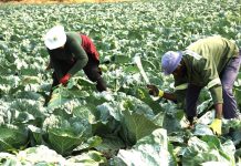 Green schemes generate N$67.4m … 56% of vegetables locally produced Green schemes generate N$67.4m … 56% of vegetables locally produced