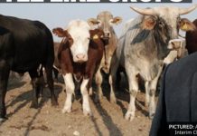 Red Meat Diplomacy and Treating Cattle as Crops Red Meat Diplomacy and Treating Cattle as Crops