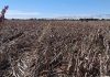 Rain Destroys Uvhungu-Vhungu Crops Rain Destroys Uvhungu-Vhungu Crops