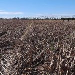 Rain Destroys Uvhungu-Vhungu Crops Rain Destroys Uvhungu-Vhungu Crops