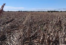 Rain Destroys Uvhungu-Vhungu Crops Rain Destroys Uvhungu-Vhungu Crops