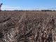 Rain Destroys Uvhungu-Vhungu Crops Rain Destroys Uvhungu-Vhungu Crops