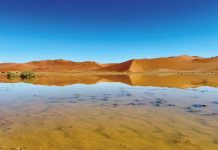 When Rains Transform the Namib Desert When Rains Transform the Namib Desert