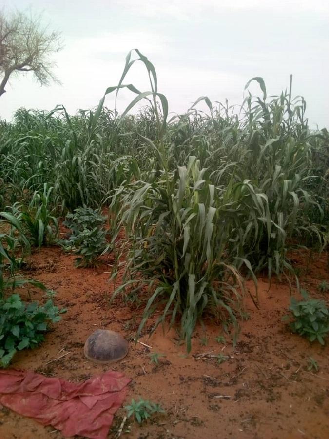 Niger : 3 661 villages sur les 12 474 villages agricoles déclarés à risque de déficits céréaliers (Officiel) Niger : 3 661 villages sur les 12 474 villages agricoles déclarés à risque de déficits céréaliers (Officiel)