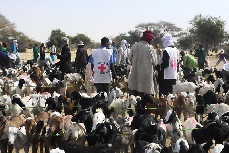 Niger : 3,5 millions de têtes de bétail vaccinées par le gouvernement avec l’appui de la Croix Rouge et du CICR Niger : 3,5 millions de têtes de bétail vaccinées par le gouvernement avec l’appui de la Croix Rouge et du CICR