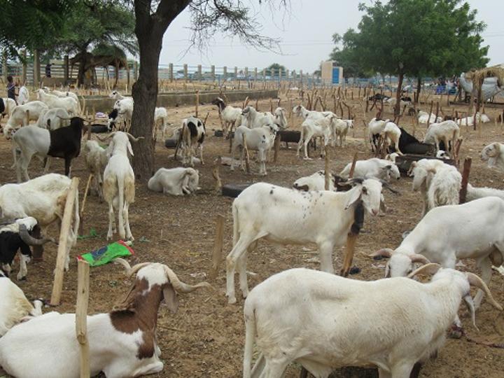 Fête de la Tabaski à Diffa : Les revendeurs de moutons n’ont pas tiré grands profits Fête de la Tabaski à Diffa : Les revendeurs de moutons n’ont pas tiré grands profits