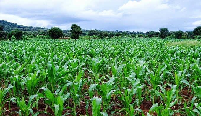 L’agriculture, principale source de vie des pauvres