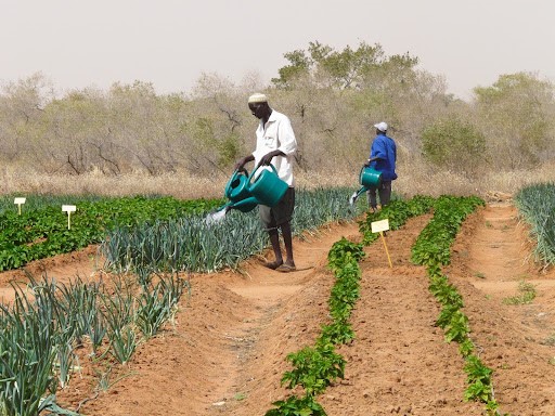 Petits cultivateurs ruraux nigériens