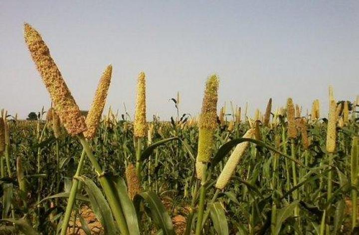 Région de Niamey : La campagne agricole déclarée déficitaire à plus de 75%, près de 120.000 personnes impactées Région de Niamey : La campagne agricole déclarée déficitaire à plus de 75%, près de 120.000 personnes impactées