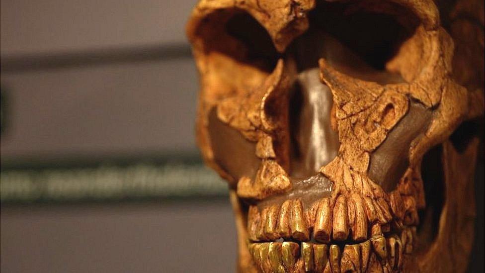 Phéhistoire : l'extinction de l'homme de Neandertal n'est pas due à une élimination brutale Phéhistoire : l'extinction de l'homme de Neandertal n'est pas due à une élimination brutale