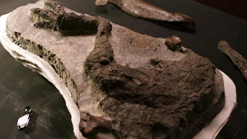 Archéologie : découverte d'un fossile de dinosaure tué par un astéroïde, selon des scientifiques Archéologie : découverte d'un fossile de dinosaure tué par un astéroïde, selon des scientifiques