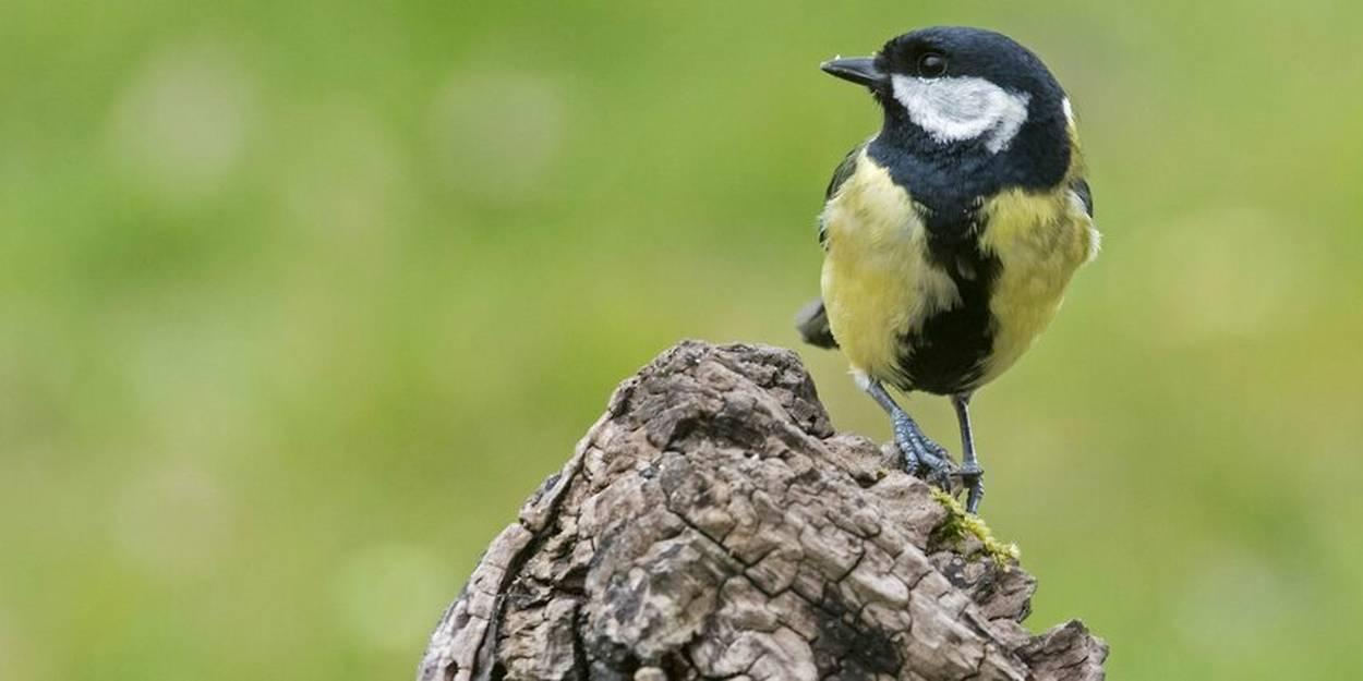 Climat : de plus en plus d’espèces d’oiseaux menacées d’extinction