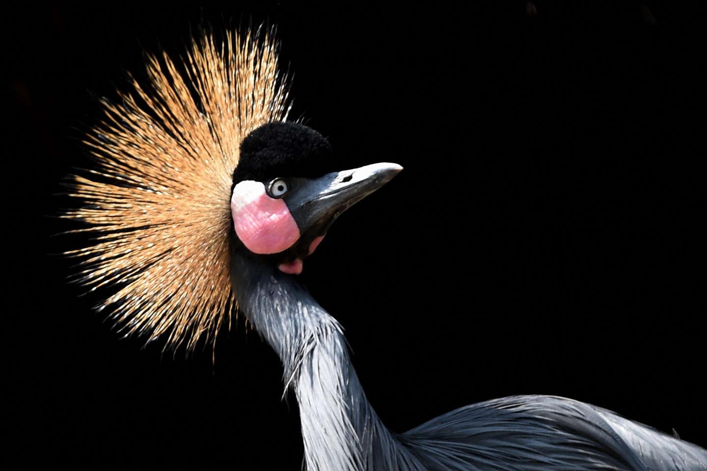 En Afrique de l’Ouest, des musiciens volent au secours des oiseaux menacés En Afrique de l’Ouest, des musiciens volent au secours des oiseaux menacés