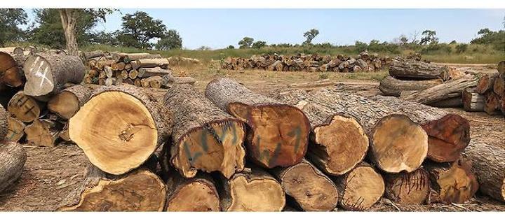 Afrique de l'Ouest : seize pays interdisent le commerce de bois de rose pour empêcher le pillage Afrique de l'Ouest : seize pays interdisent le commerce de bois de rose pour empêcher le pillage