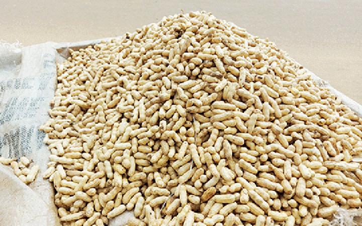 Commerce des produits saisonniers à Niamey : L’arachide fraiche, un produit très prisé par les sonsommateurs et une source de revenus pour les vendeurs Commerce des produits saisonniers à Niamey : L’arachide fraiche, un produit très prisé par les sonsommateurs et une source de revenus pour les vendeurs