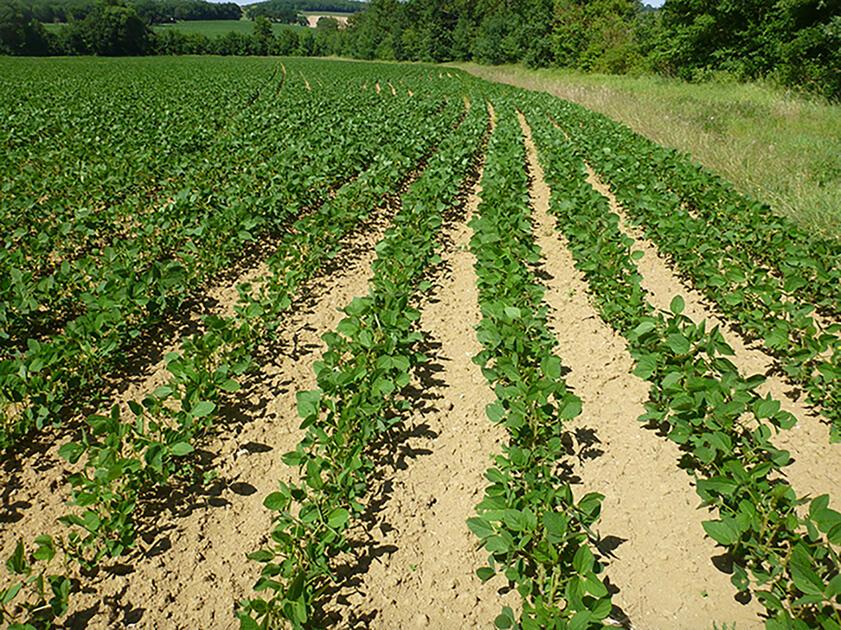Situation agricole au Niger : Plus de 47. 000 ha de terres de culture infestés par des ravageurs au 31 Août 2022 (Ministre) Situation agricole au Niger : Plus de 47. 000 ha de terres de culture infestés par des ravageurs au 31 Août 2022 (Ministre)