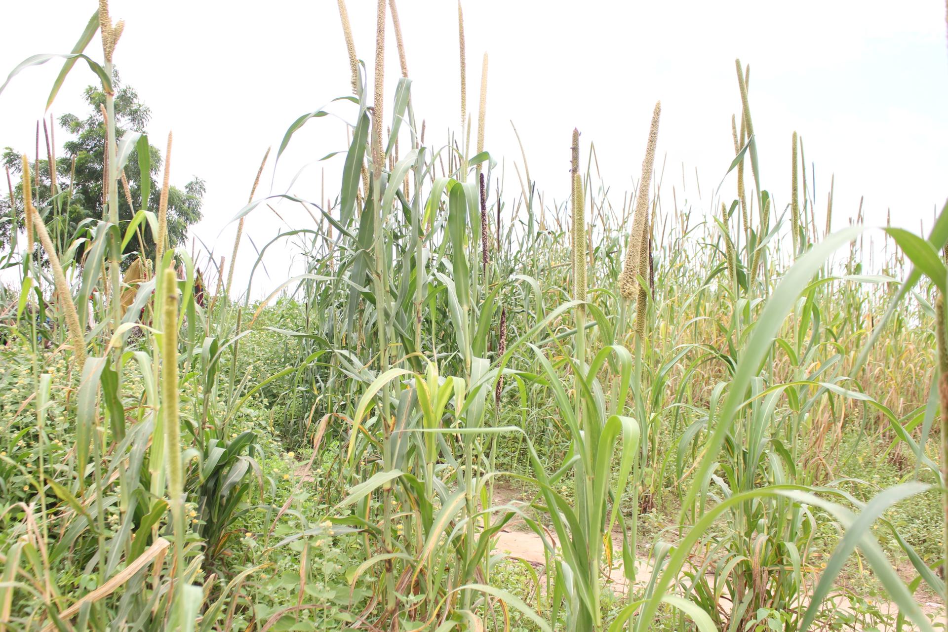 Campagne agricole 2022 : 12. 971 villages agricoles ont effectué les semis sur un total de 13.191, soit 98% contre 99% en 2021 Campagne agricole 2022 : 12. 971 villages agricoles ont effectué les semis sur un total de 13.191, soit 98% contre 99% en 2021