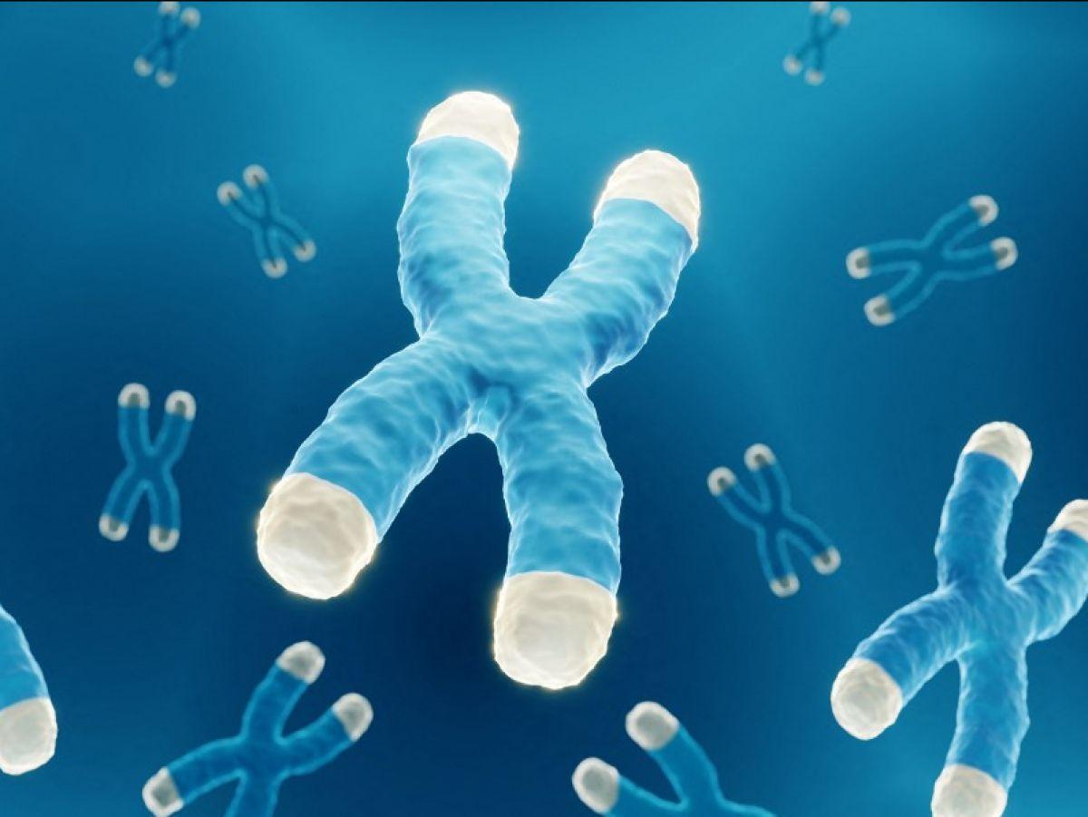 Une vie prolongée pour des cellules immunitaires grâce à un processus inédit Une vie prolongée pour des cellules immunitaires grâce à un processus inédit