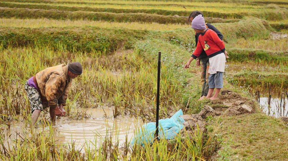 En Afrique, les start-up à la recherche de solutions pour garantir la souveraineté alimentaire En Afrique, les start-up à la recherche de solutions pour garantir la souveraineté alimentaire