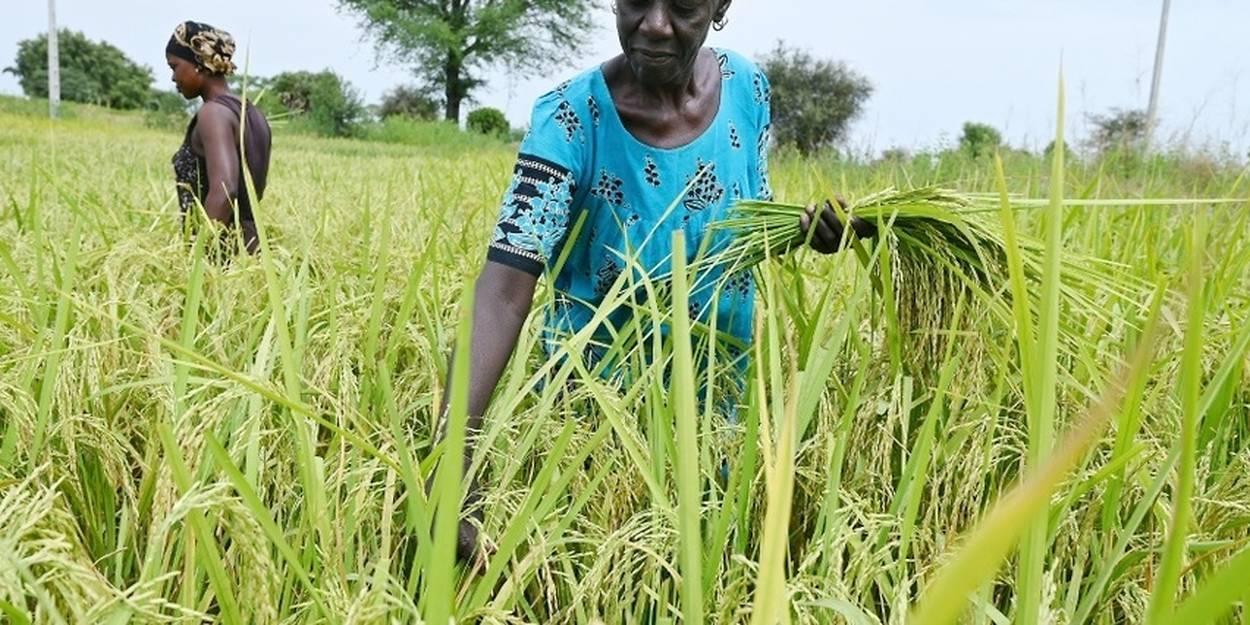 L'Afrique bataille pour briser sa dépendance au riz indien sous restrictions L'Afrique bataille pour briser sa dépendance au riz indien sous restrictions
