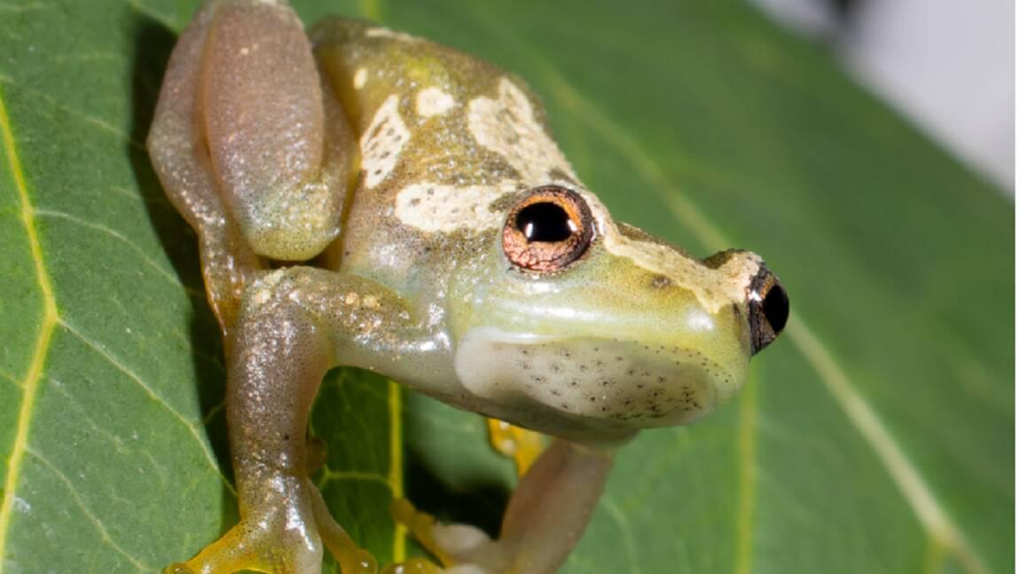 Surprenante découverte d’une espèce de grenouille totalement silencieuse Surprenante découverte d’une espèce de grenouille totalement silencieuse
