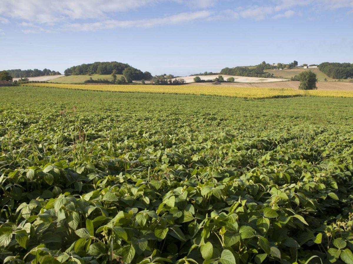 Qu'est-ce que l’holobionte, une des trois solutions pour mettre fin à l'usage des pesticides dans l’agriculture ? Qu'est-ce que l’holobionte, une des trois solutions pour mettre fin à l'usage des pesticides dans l’agriculture ?