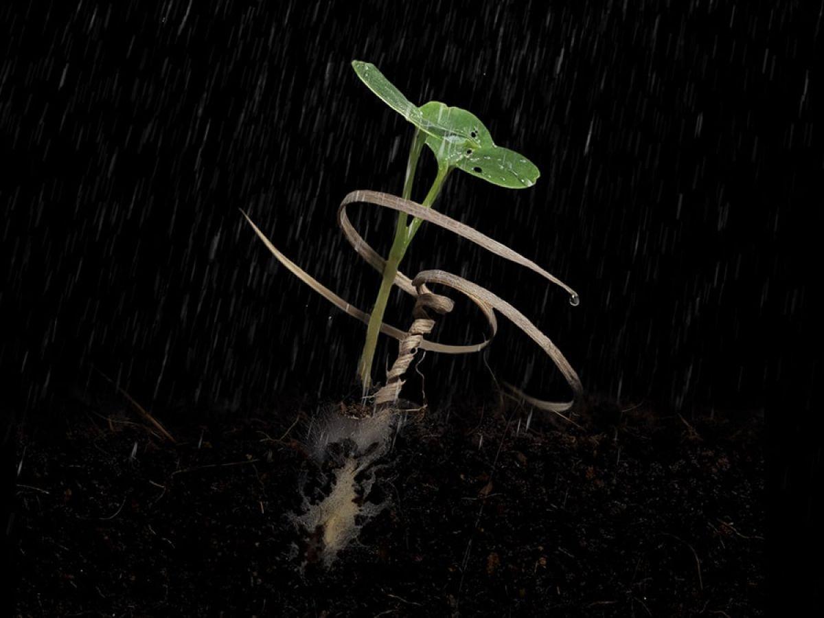 Reforestation : des graines qui se plantent toutes seules Reforestation : des graines qui se plantent toutes seules