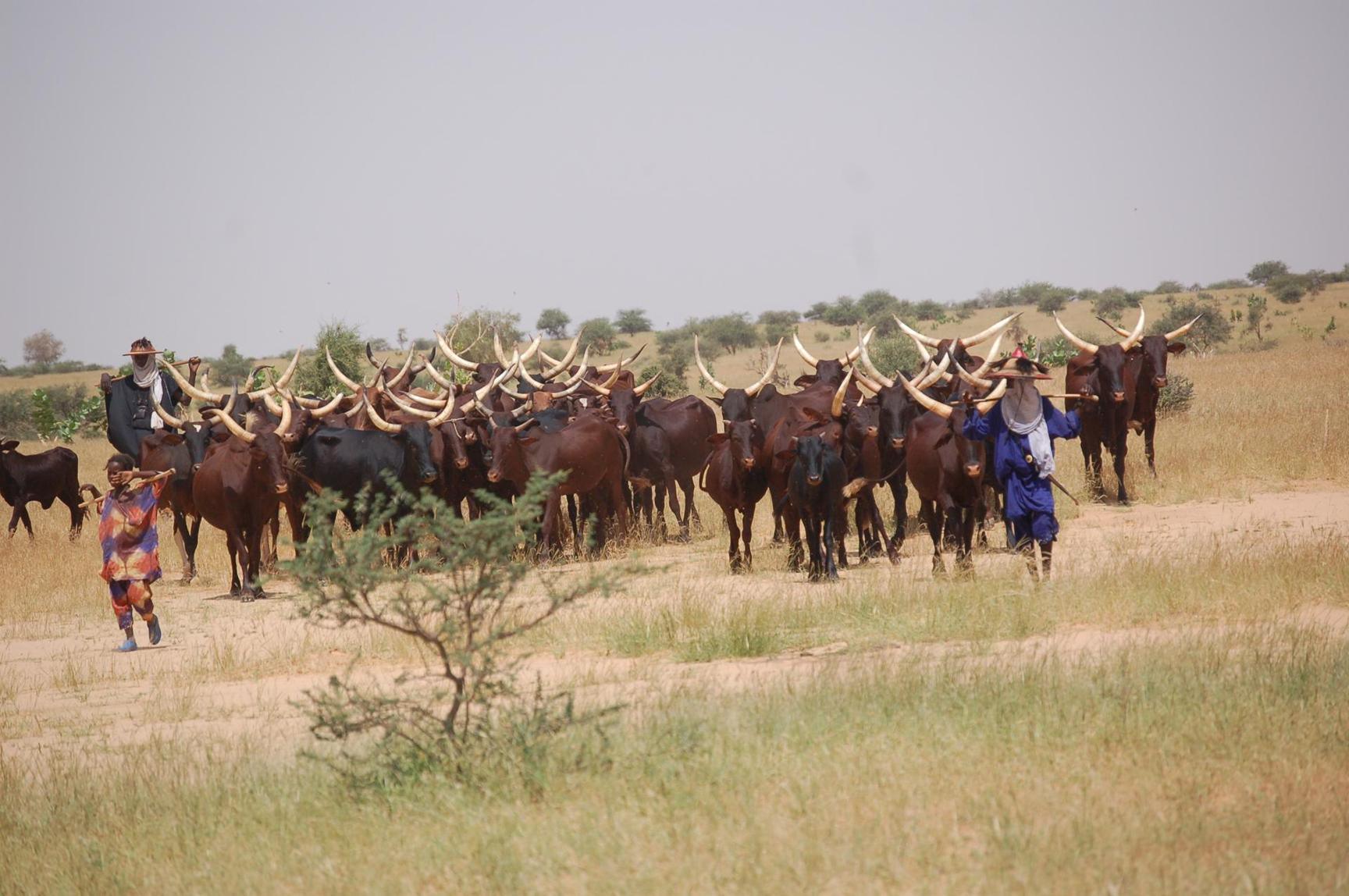 An 2 du Président Bazoum, Tahoua-Elevage : 16.173 tonnes d'aliments bétail placées et 21.697 têtes de petits ruminants distribués au profit des éleveurs An 2 du Président Bazoum, Tahoua-Elevage : 16.173 tonnes d'aliments bétail placées et 21.697 têtes de petits ruminants distribués au profit des éleveurs