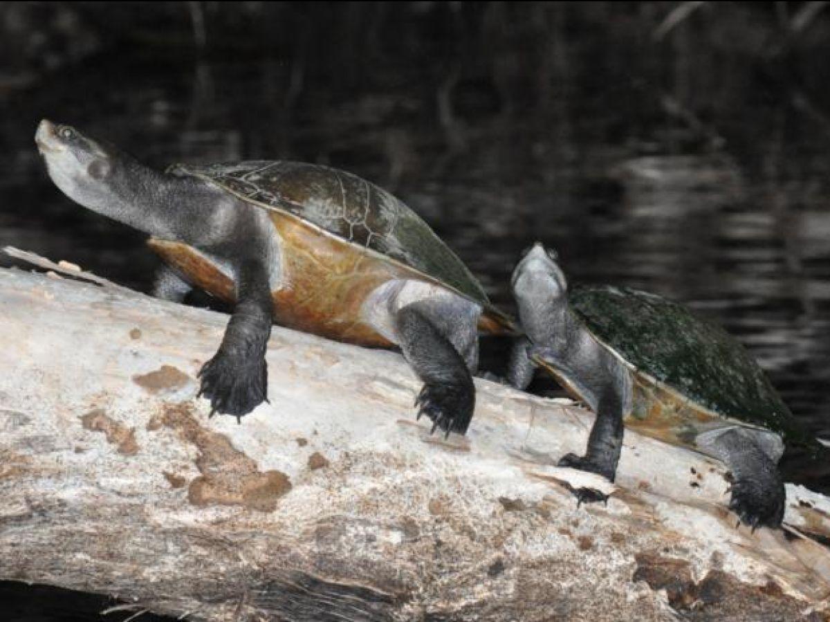 Pourquoi les tortues aquatiques sortent-elles de l'eau pour se prélasser au clair de Lune ? Pourquoi les tortues aquatiques sortent-elles de l'eau pour se prélasser au clair de Lune ?