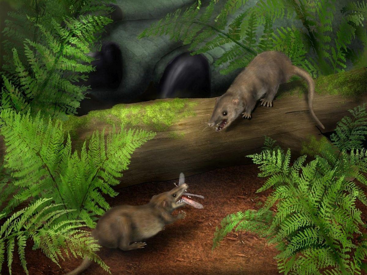Moins d'os et petite taille : la clé du succès des mammifères qui ont succédé aux dinosaures Moins d'os et petite taille : la clé du succès des mammifères qui ont succédé aux dinosaures
