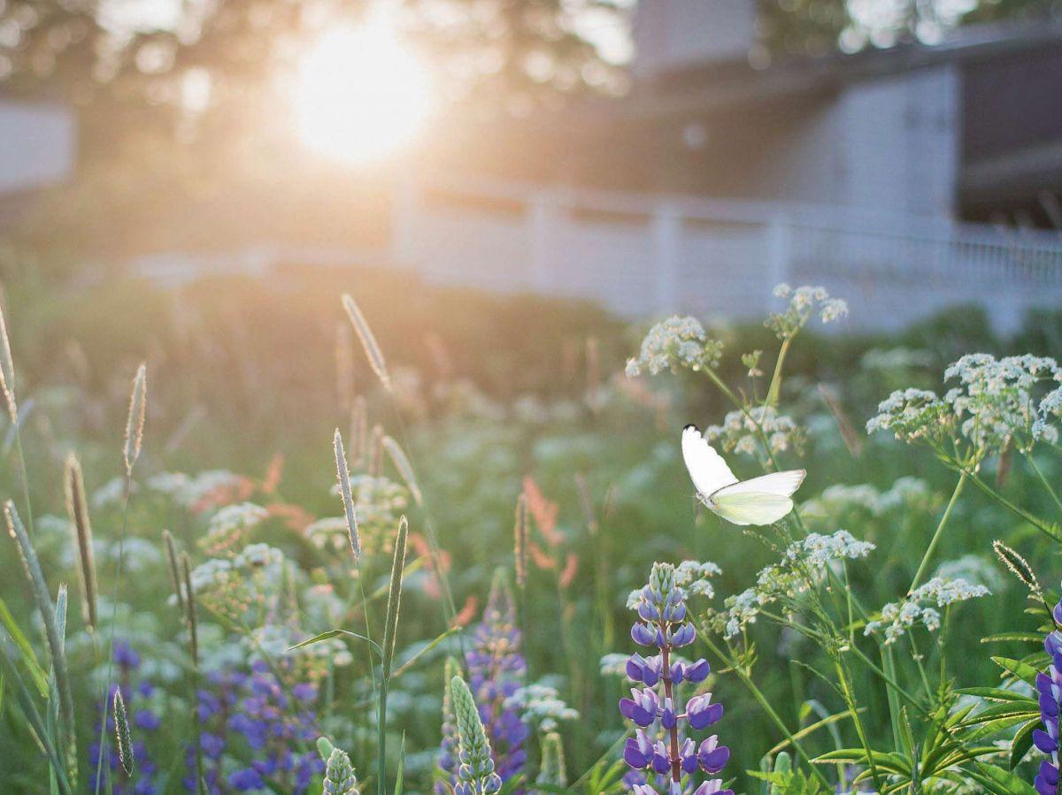 Le jardin, un écosystème d'une richesse infinie Le jardin, un écosystème d'une richesse infinie