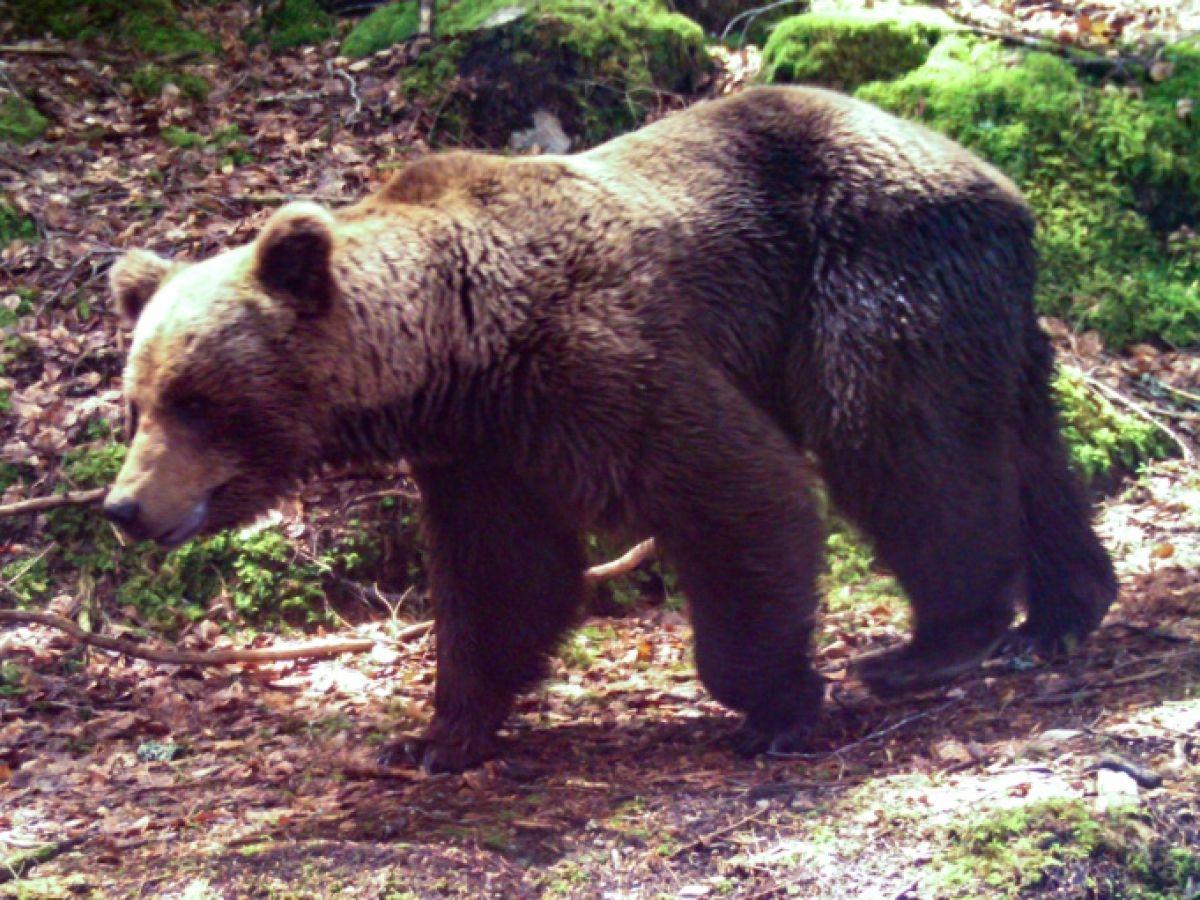Effarouchement de l'ours : de nouveaux textes en préparation pour protéger les troupeaux des éleveurs dans les Pyrénées Effarouchement de l'ours : de nouveaux textes en préparation pour protéger les troupeaux des éleveurs dans les Pyrénées