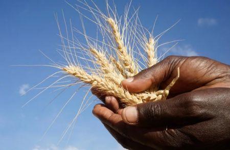 L’Afrique a enregistré la plus forte progression mondiale de rendement du blé entre 2000 et 2020 (FAO) L’Afrique a enregistré la plus forte progression mondiale de rendement du blé entre 2000 et 2020 (FAO)