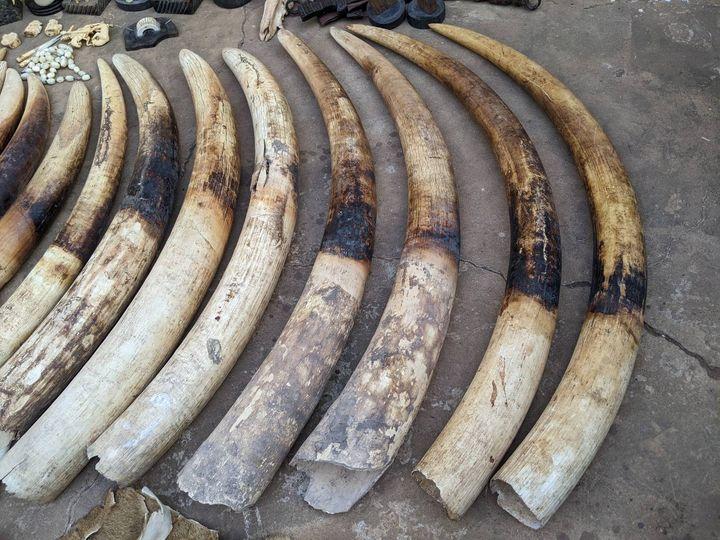 Afrique : le commerce illicite d’ivoire détruit davantage les éléphants du continent Afrique : le commerce illicite d’ivoire détruit davantage les éléphants du continent