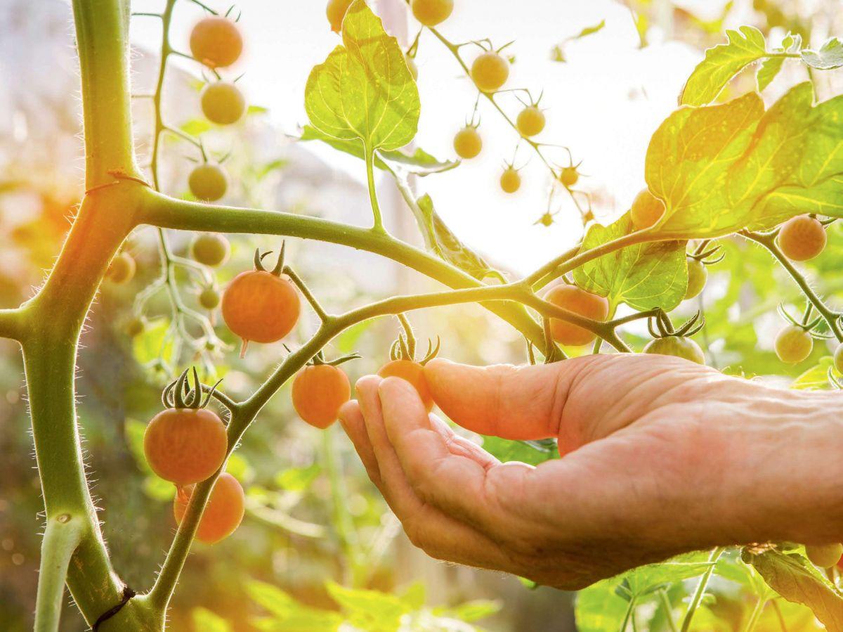 Changement climatique : au potager, il n'y a plus de saisons ! Changement climatique : au potager, il n'y a plus de saisons !