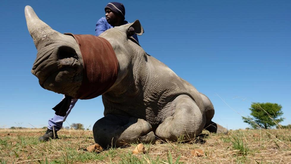 Afrique du Sud: une ferme de 2000 rhinocéros blancs vendue aux enchères Afrique du Sud: une ferme de 2000 rhinocéros blancs vendue aux enchères