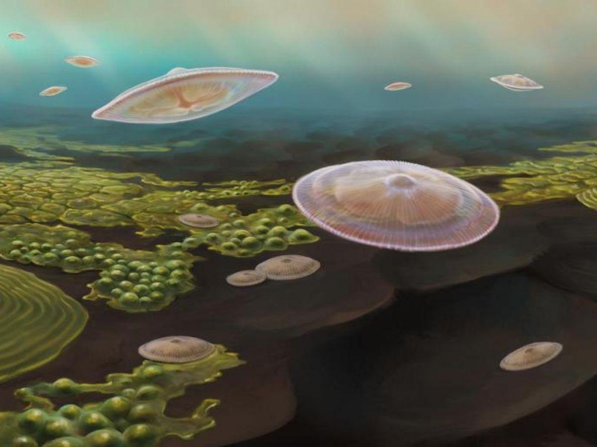 Ces plus vieux eucaryotes planctoniques constituent une découverte majeure dans l'histoire de la vie Ces plus vieux eucaryotes planctoniques constituent une découverte majeure dans l'histoire de la vie